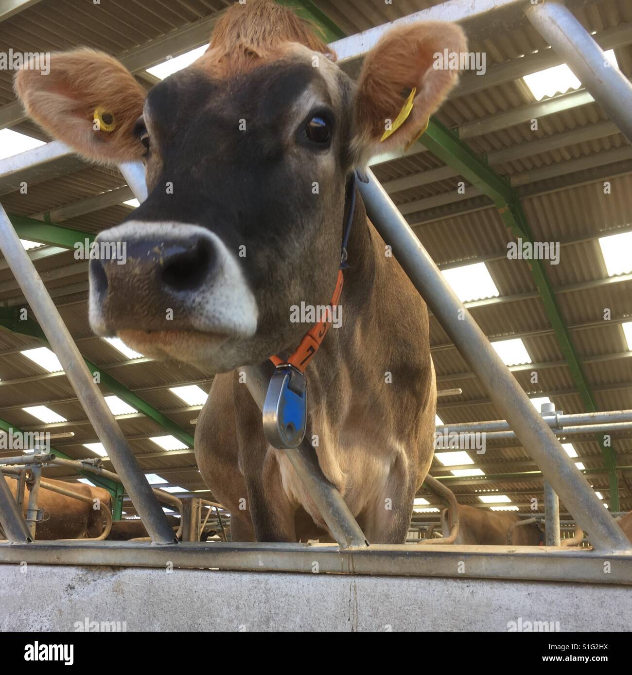 Jersey cow in a large cow shed, Jersey, UK - Smartphone Captured Stock Image