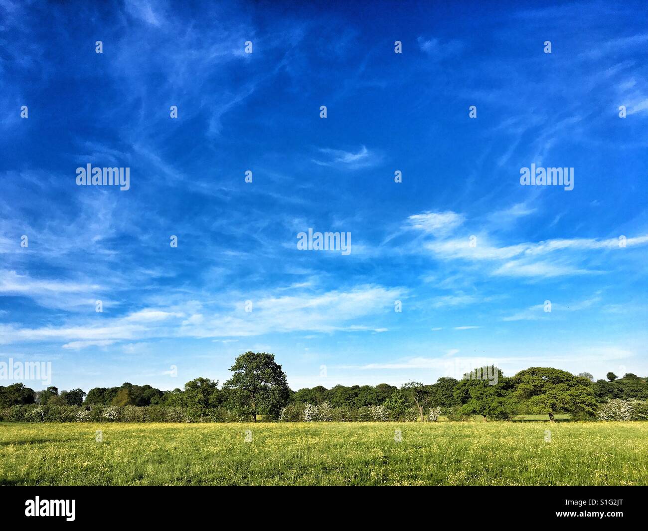 Summer blue fields hi-res stock photography and images - Alamy