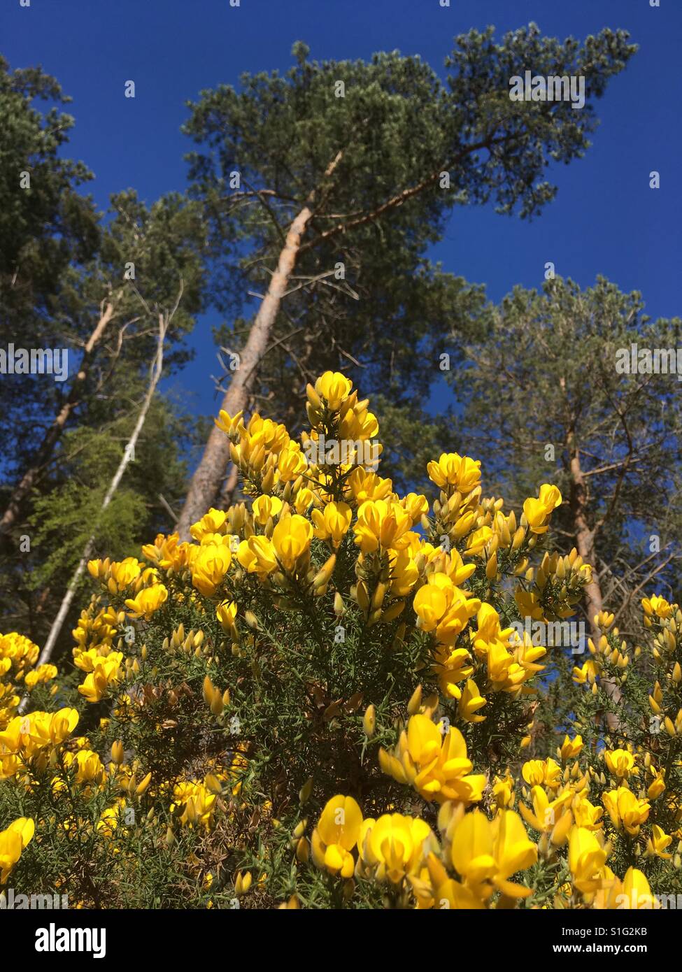 Gorse bush in bloom, golden yellow flowers the foreground to tall pine trees in Cambus O'May forest on Royal Deeside in the Cairngorm National Park - OotThere Stock Photo