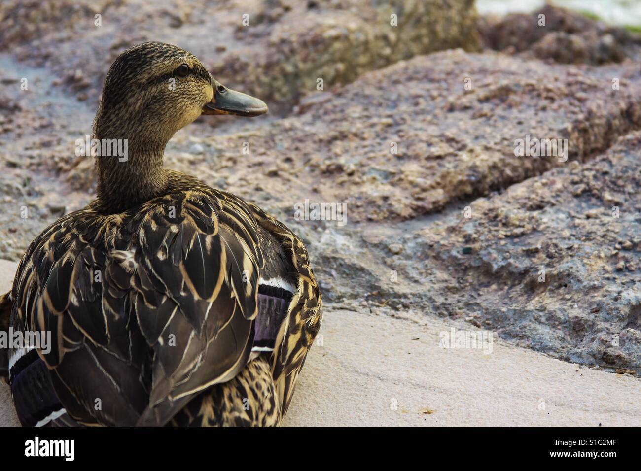 I'm in luck, there's a duck. Stock Photo
