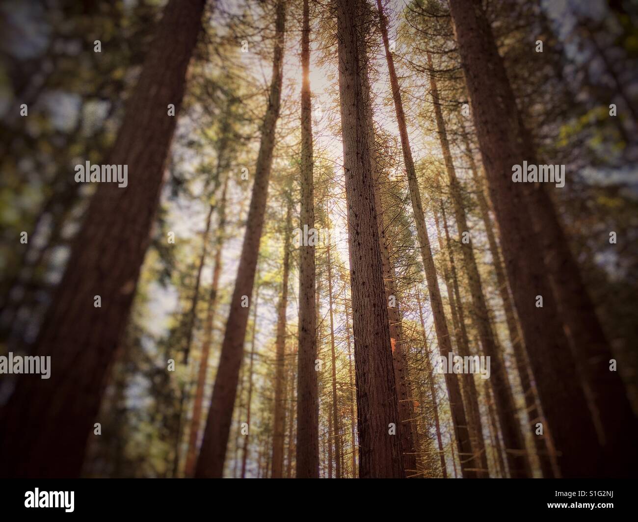 Grove of trees, Redwood Park, Surrey, British Columbia, Canada Stock