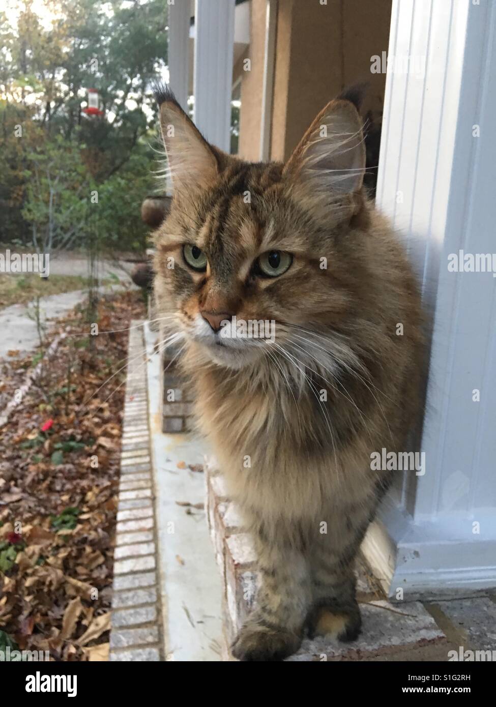 Determined cat hires stock photography and images Alamy