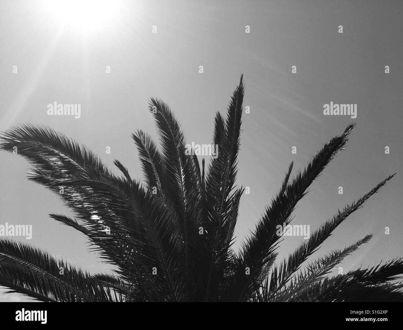 I black and white image of tropical coconut tree against the glaring sun - Smartphone Captured Stock Image