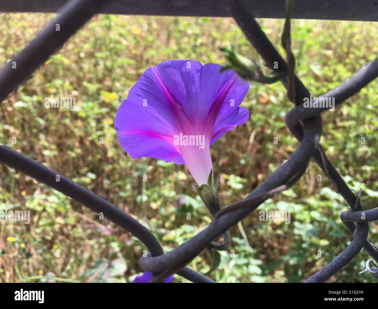 Purple and pink morning glory behind fence close on Stock Photo