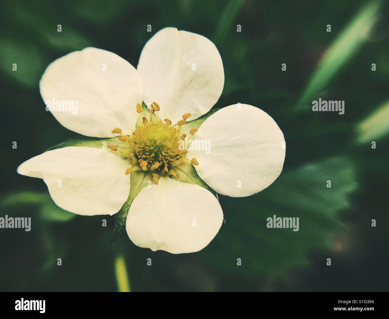 Small strawberry flower in a garden. - Smartphone Captured Stock Image