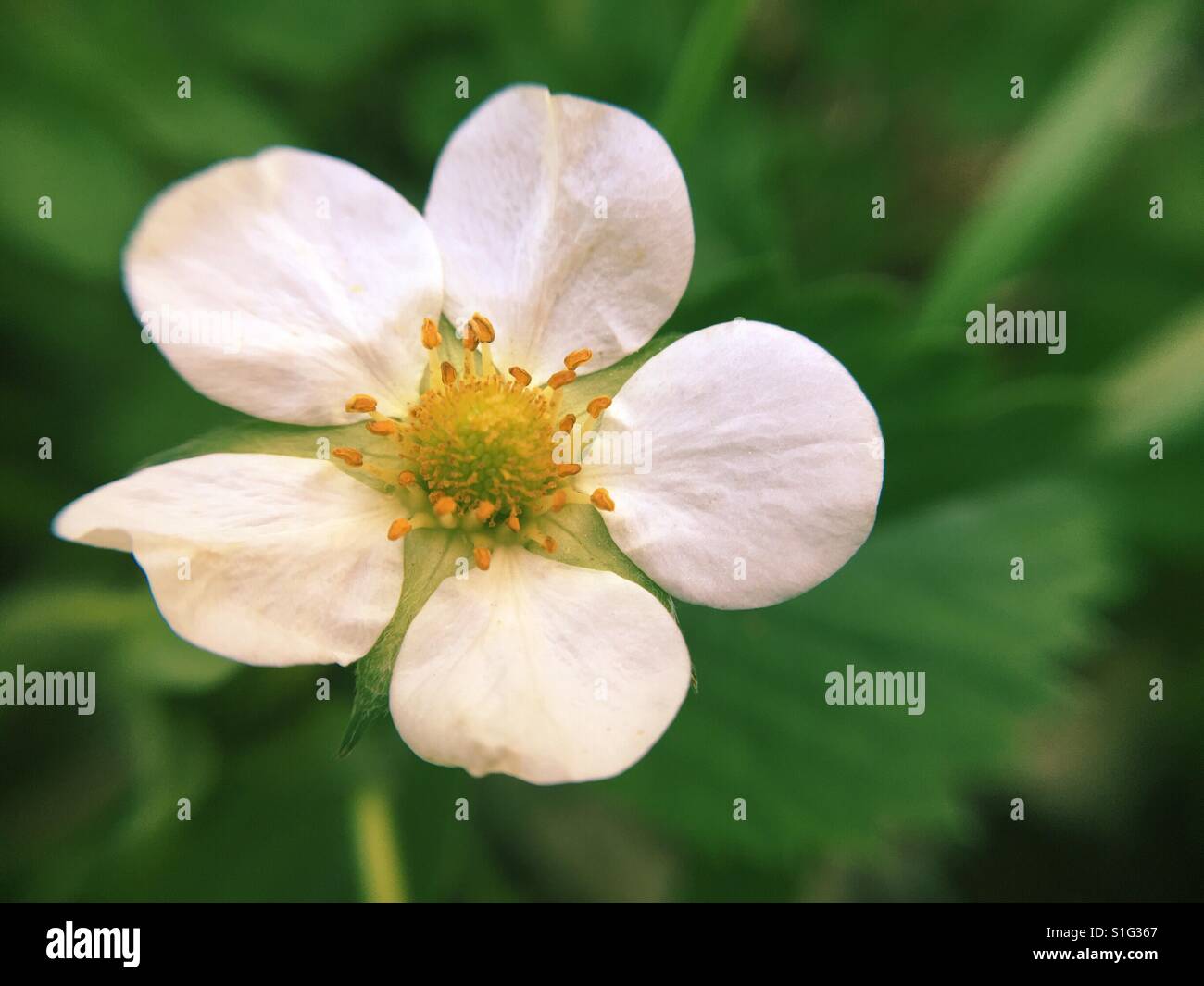 Strawberry flower blooming in a garden. Room for copy. - Smartphone Captured Stock Image