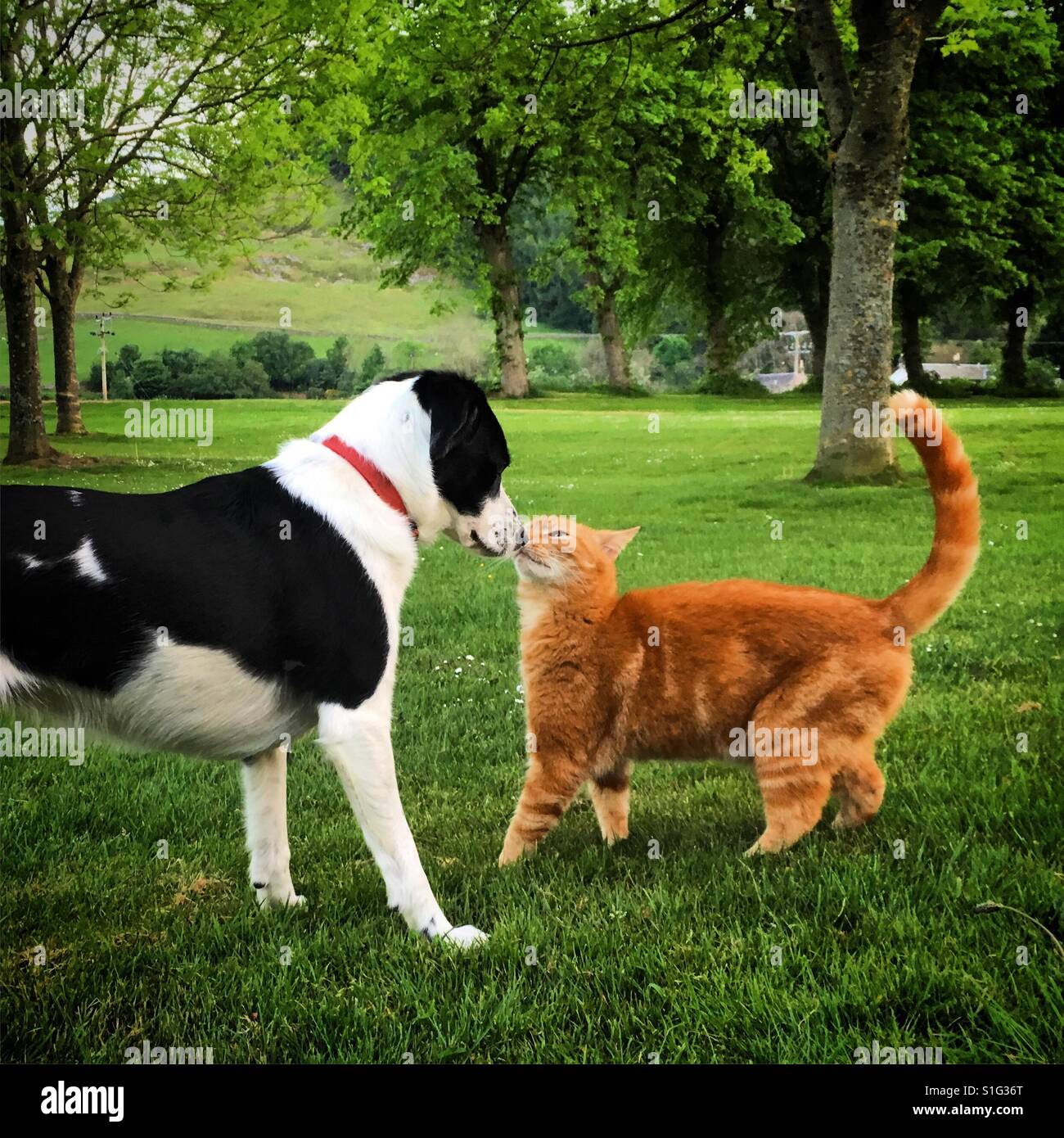 Dog and cat friendship Stock Photo Alamy