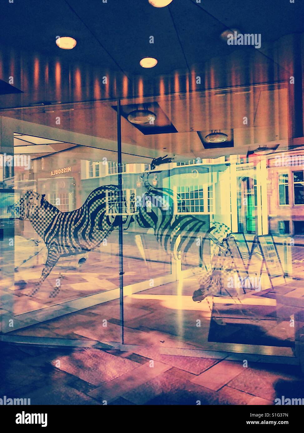 Zebra reflection, Contemporary art gallery, Nottingham, Nottinghamshire, East Midlands, England - Smartphone Captured Stock Image