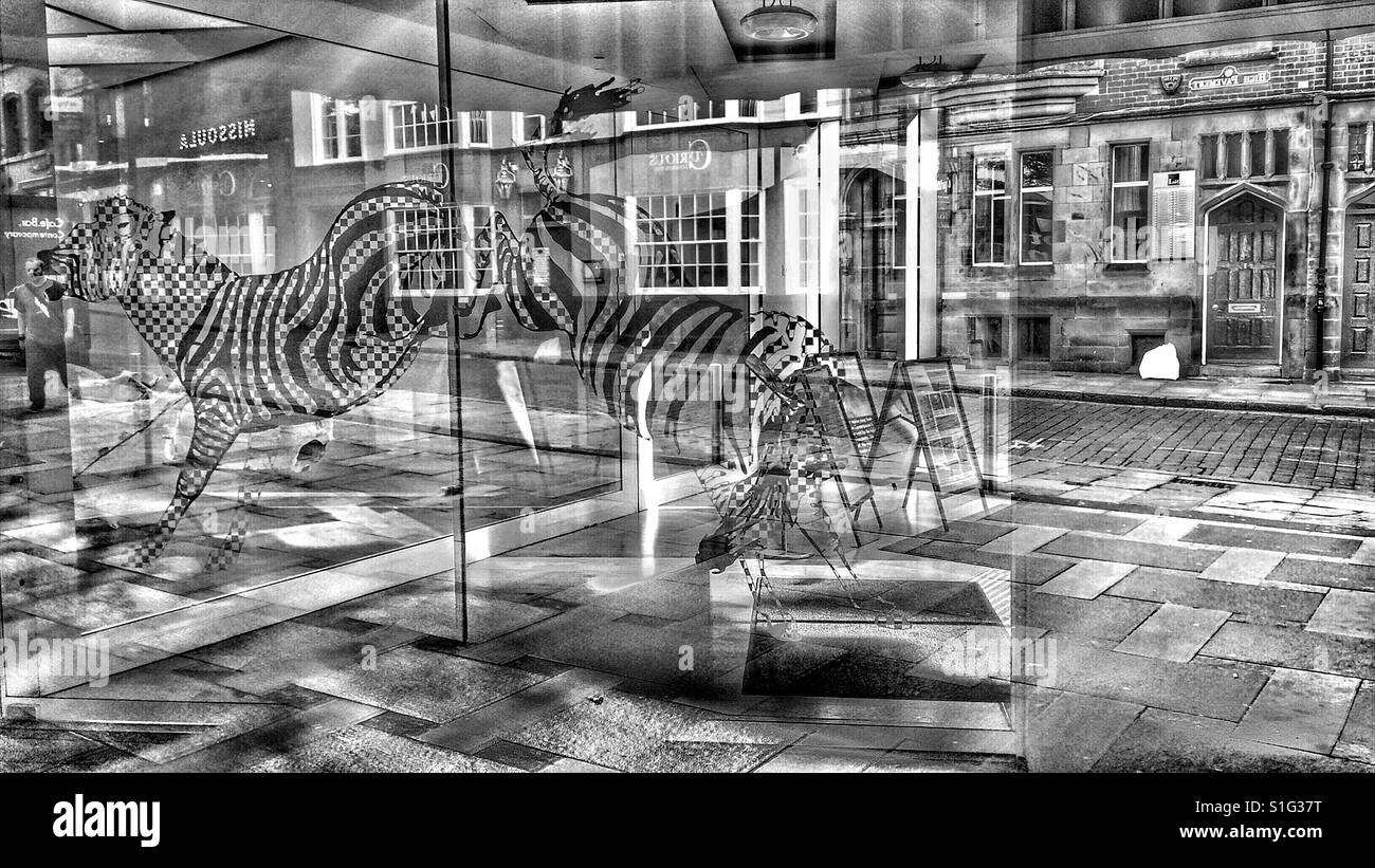 Zebra reflection, Contemporary art gallery, Nottingham, Nottinghamshire, East Midlands, England - Smartphone Captured Stock Image
