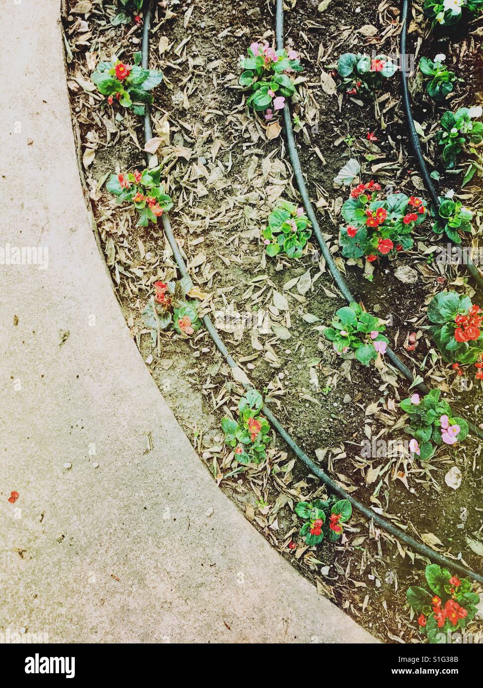 Gardening - Smartphone Captured Stock Image