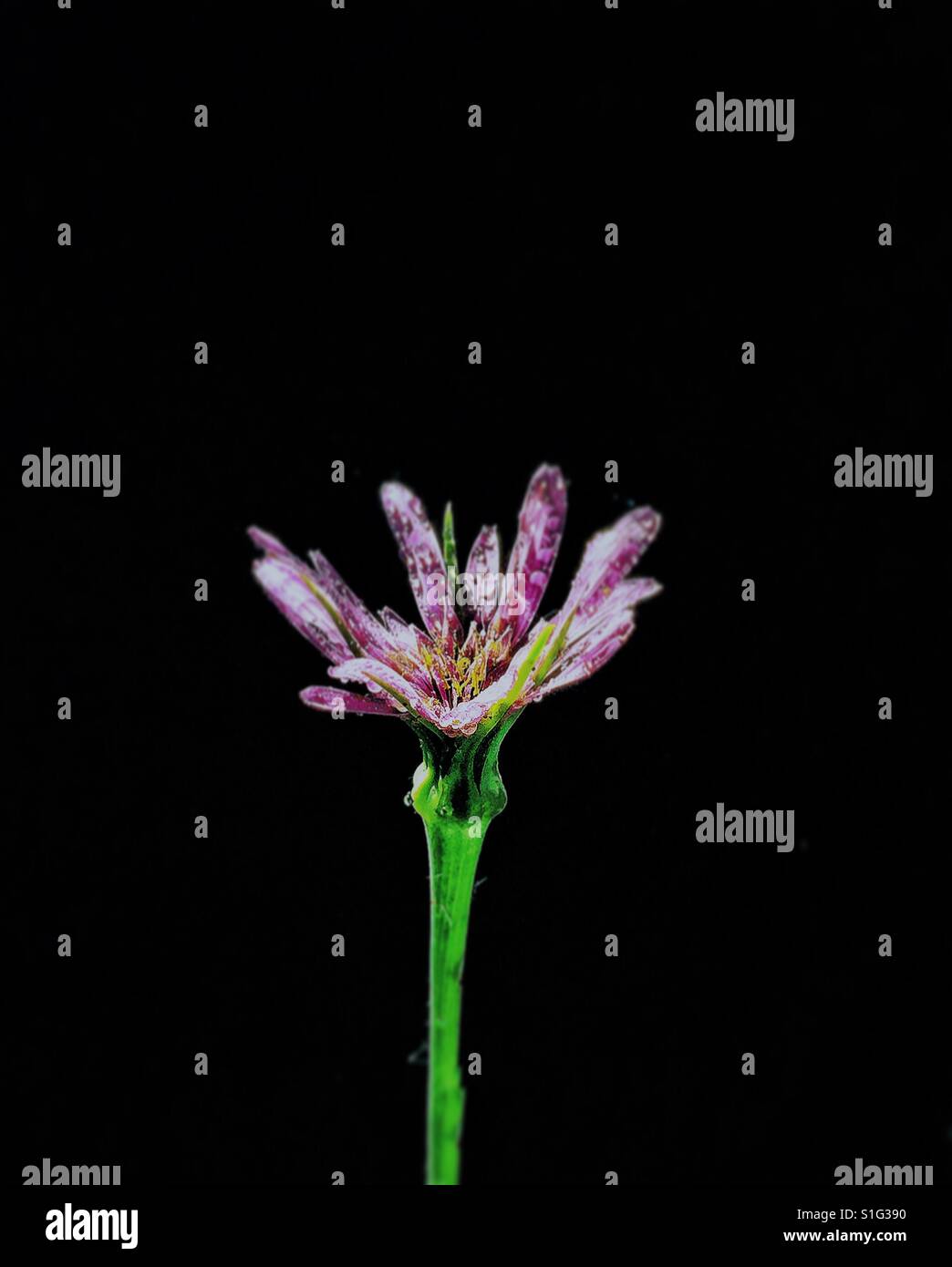 Pink flower - Smartphone Captured Stock Image