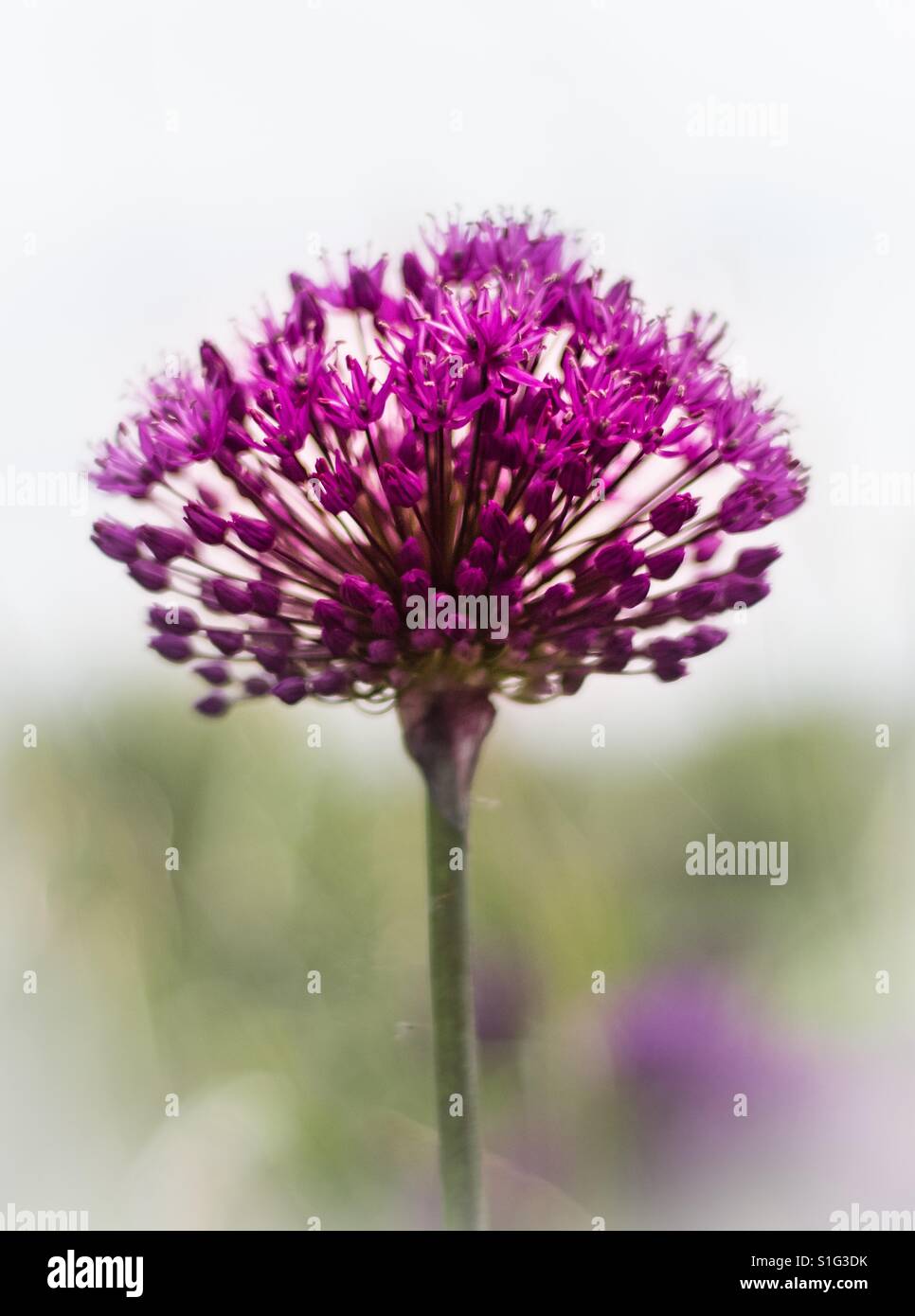 Allium Stock Photo