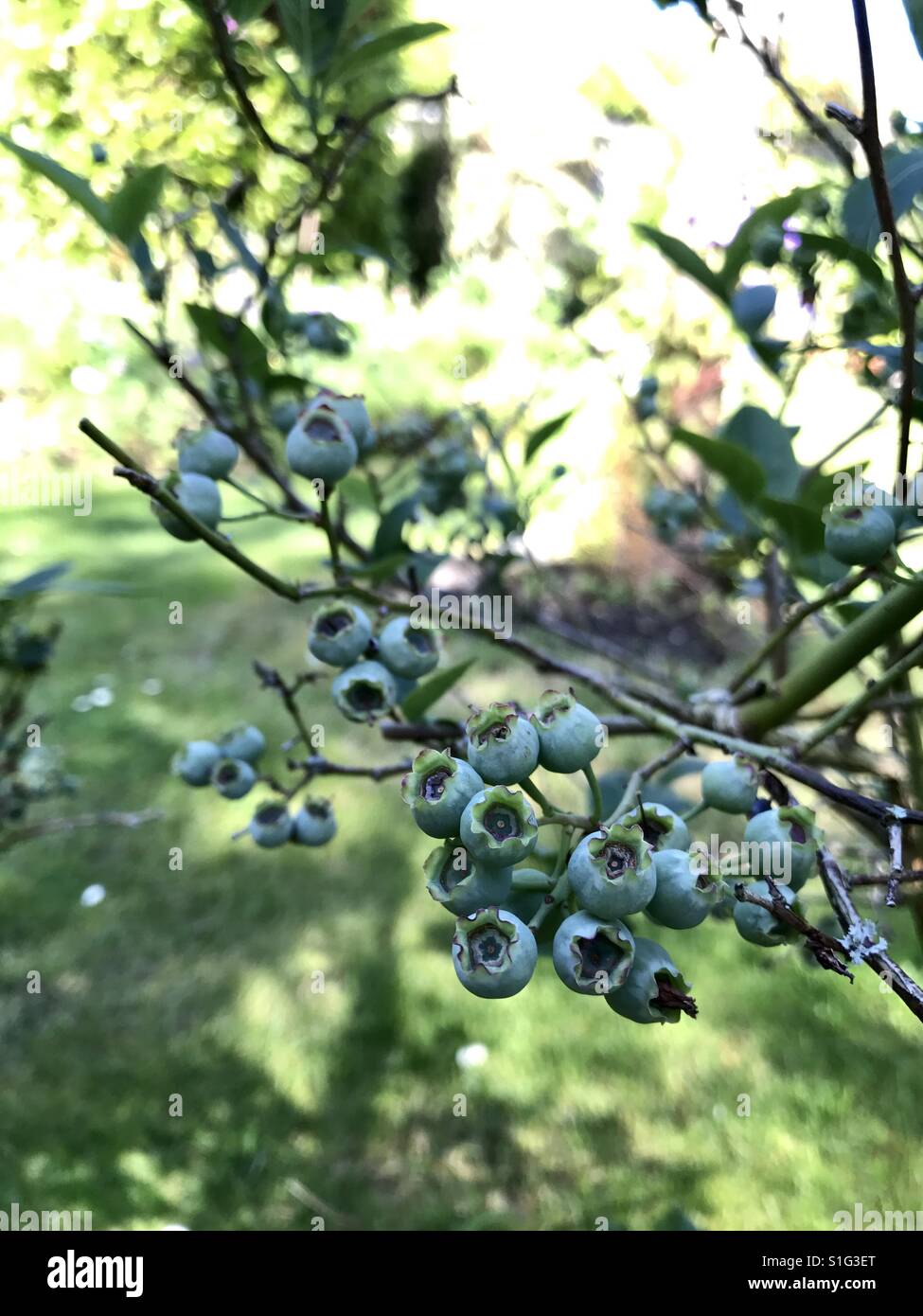 Growing blueberries Stock Photo