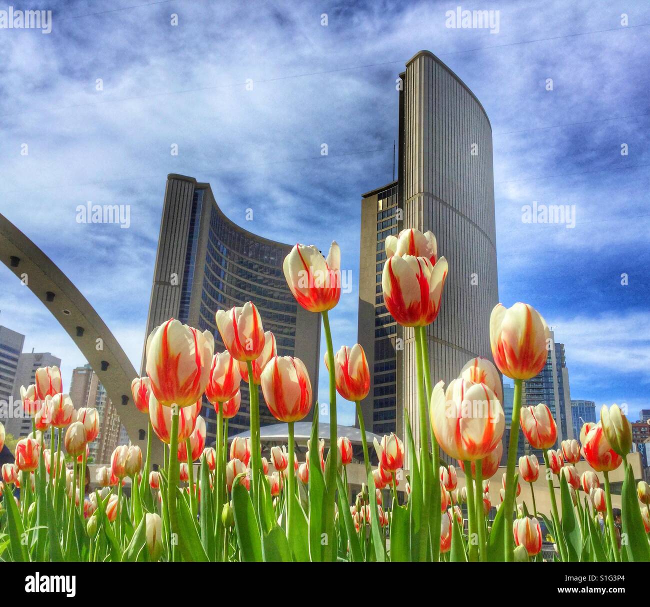 Toronto City Hall behind red and white tulips. Stock Photo