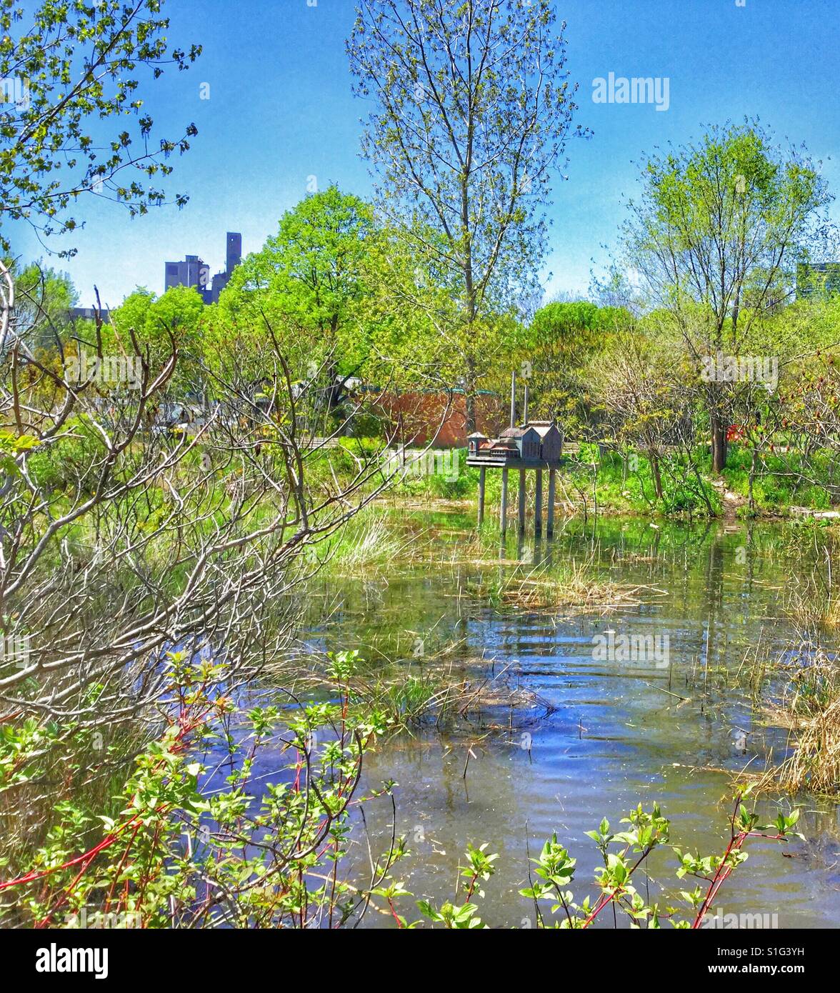 Bird nesting area in the city. - Smartphone Captured Stock Image Bird nesting area in the city. - Smartphone Captured Stock Image