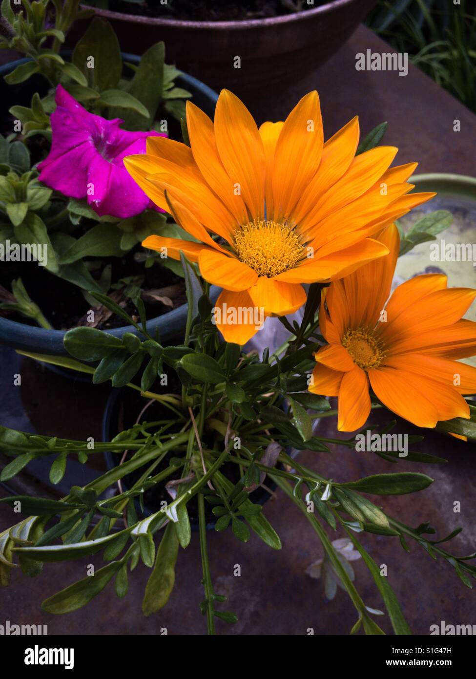 Orange garden flowers Stock Photo