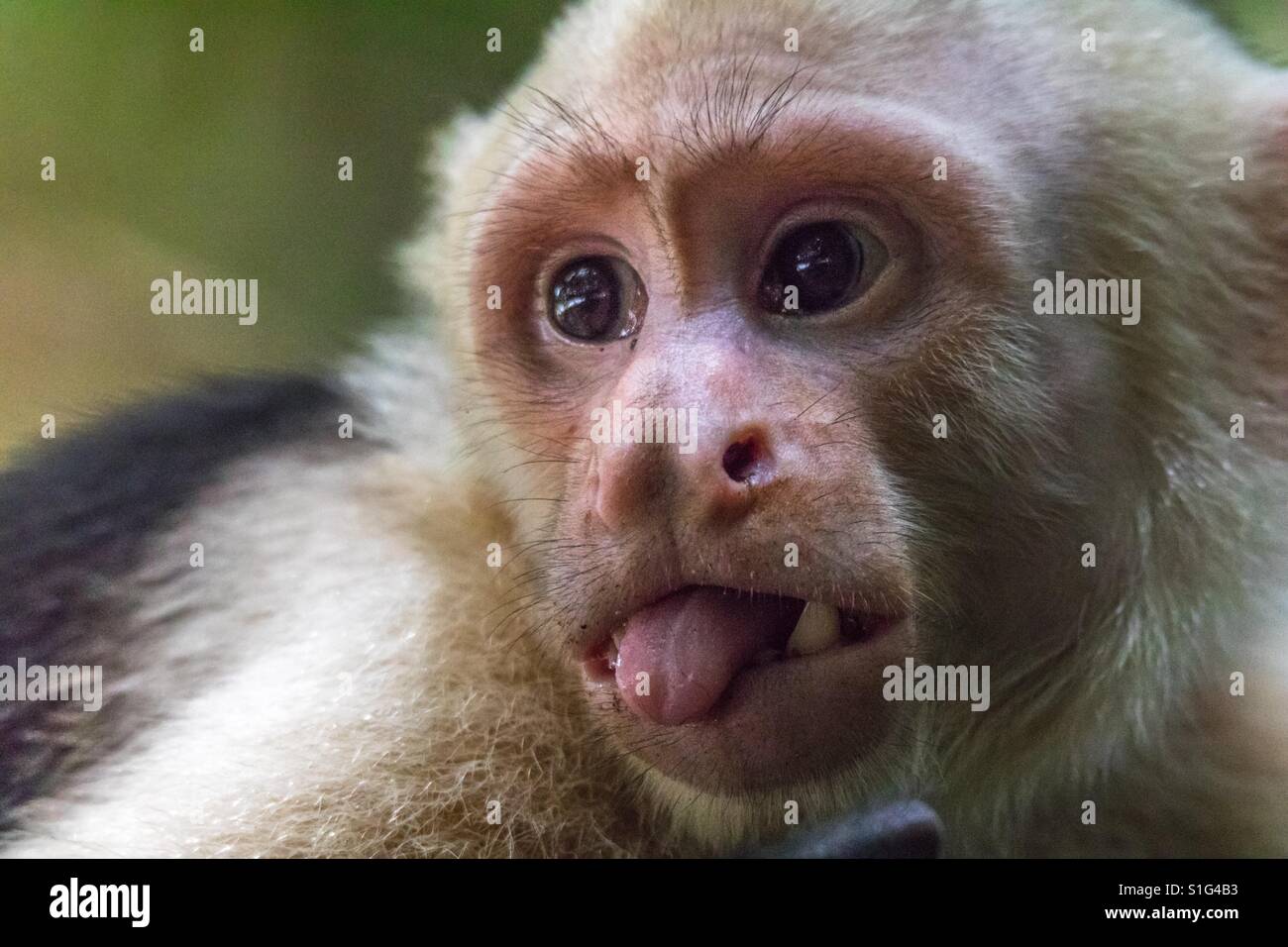 Capuchin monkey sticking out its tongue at Manuel Antonio National Park