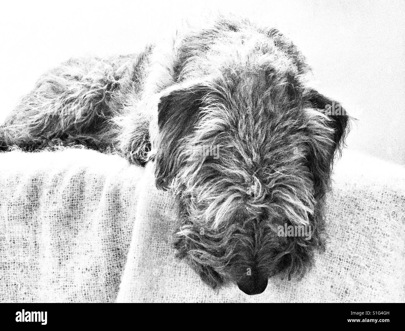 Irish Terrier sleeping on bench in black and white Stock Photo Alamy