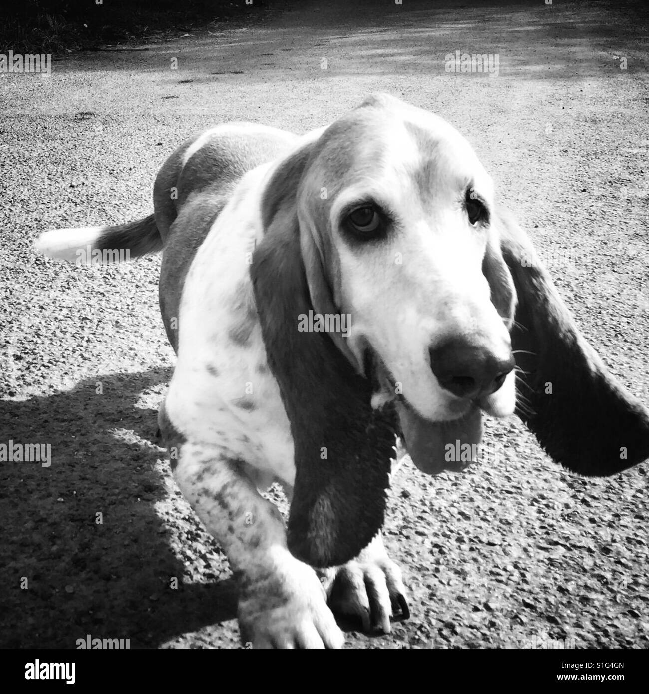 Basset Hound walking black and white Stock Photo Alamy