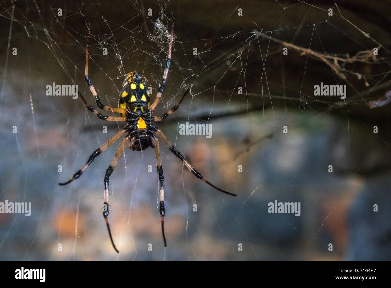 Closeup of black and yellow spider on a web Stock Photo