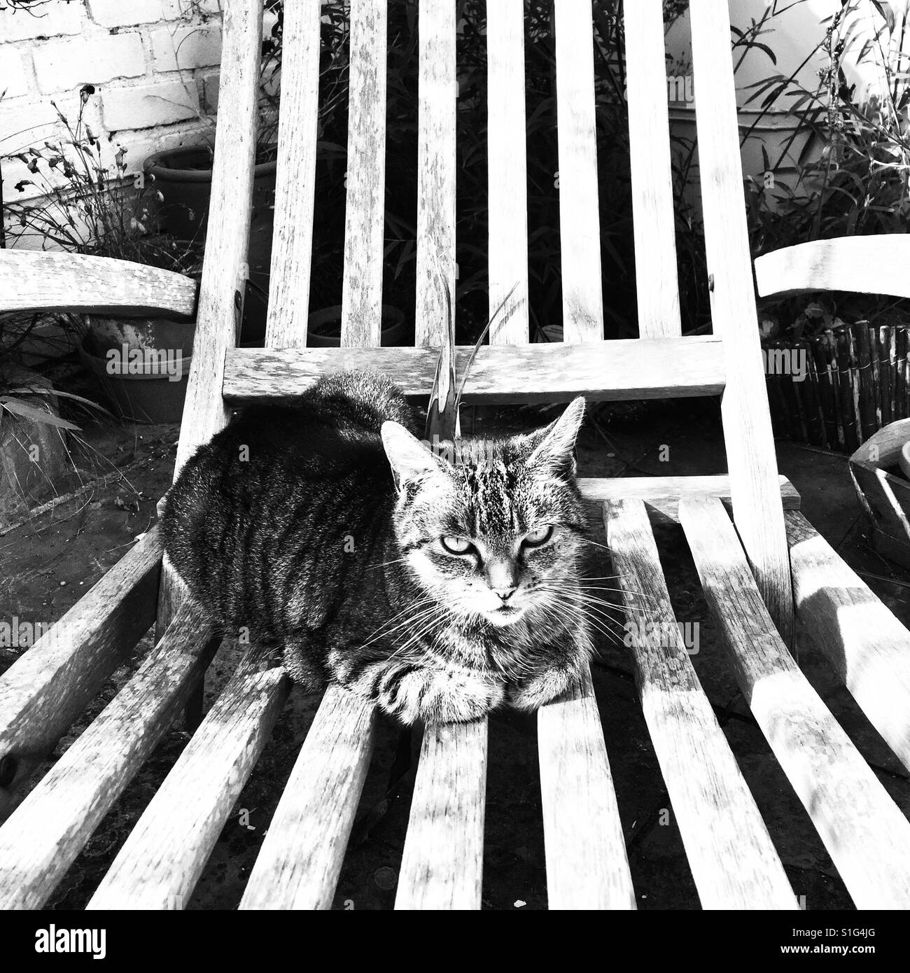 Tabby cat on wooden seat Stock Photo
