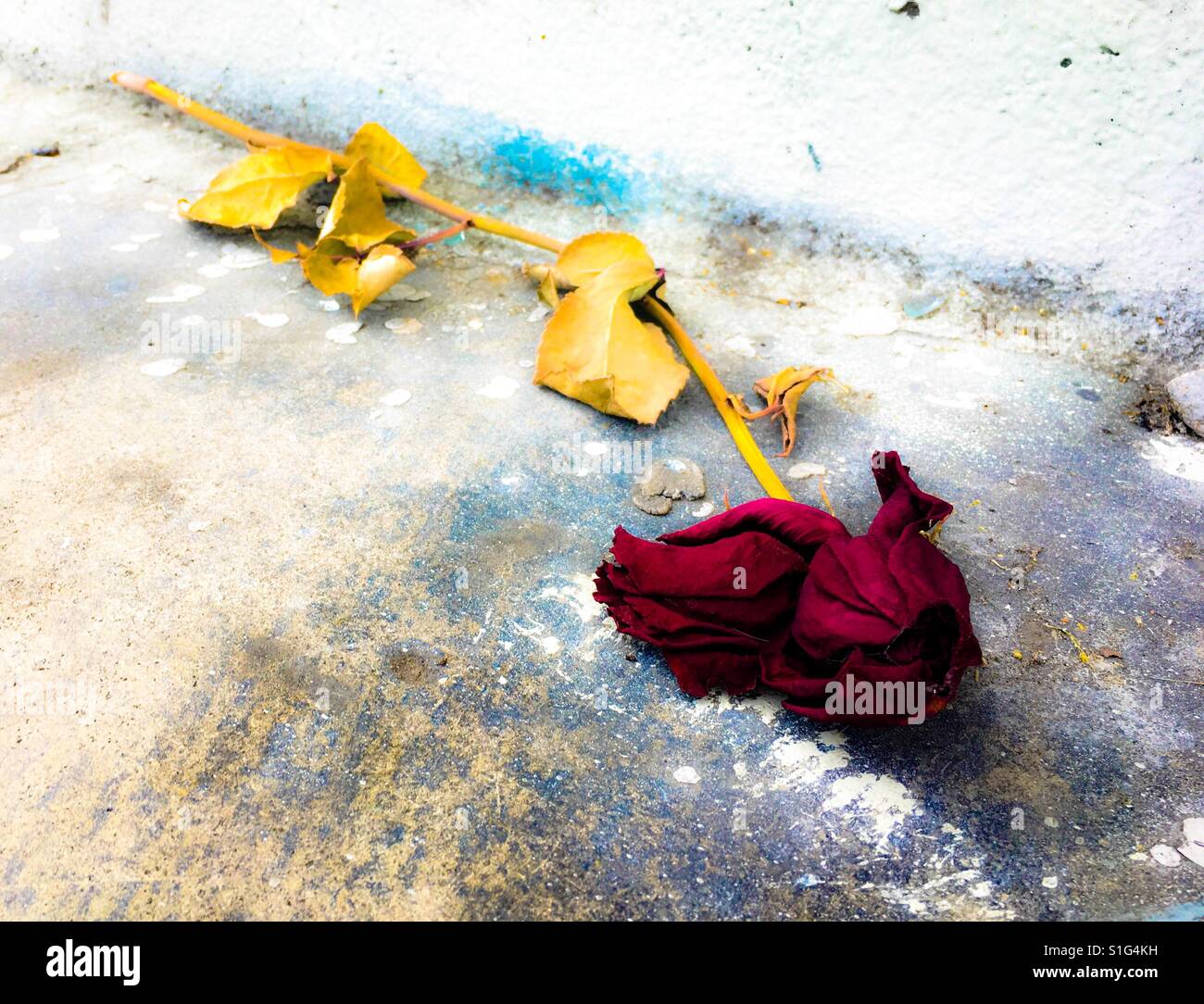 Long stem red rose broken and dying on sidewalk Stock Photo