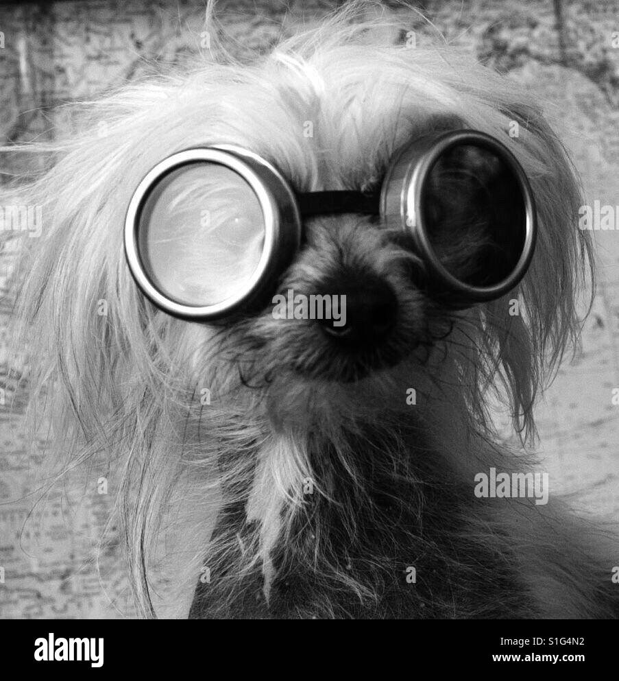 Dog wearing goggles Stock Photo