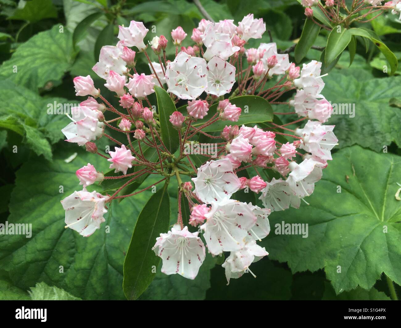 Tiny pink flowers Stock Photo Alamy