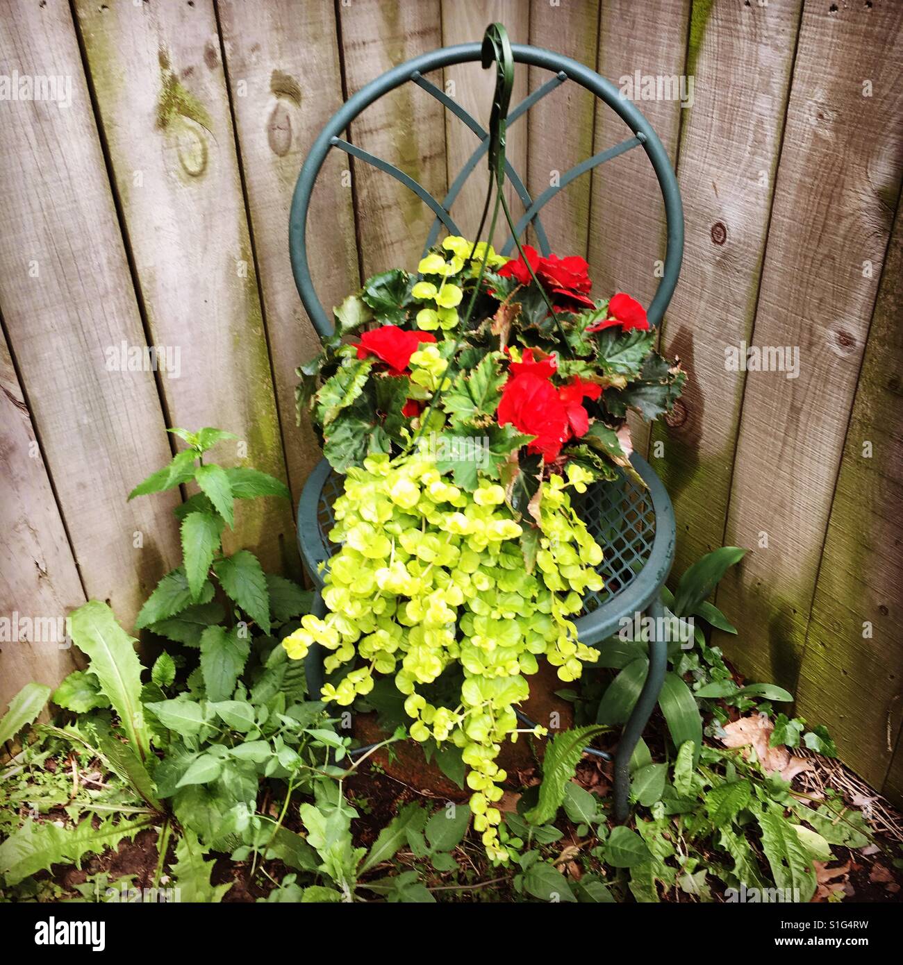 Backyard corner lawn decor using an old chair and a hanging basket. Stock Photo