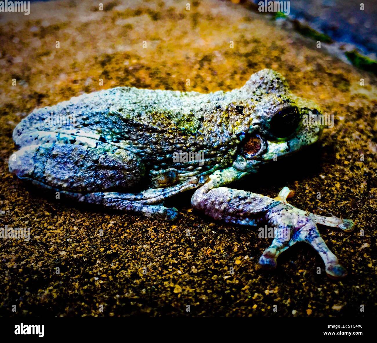 Toad in the road Stock Photo