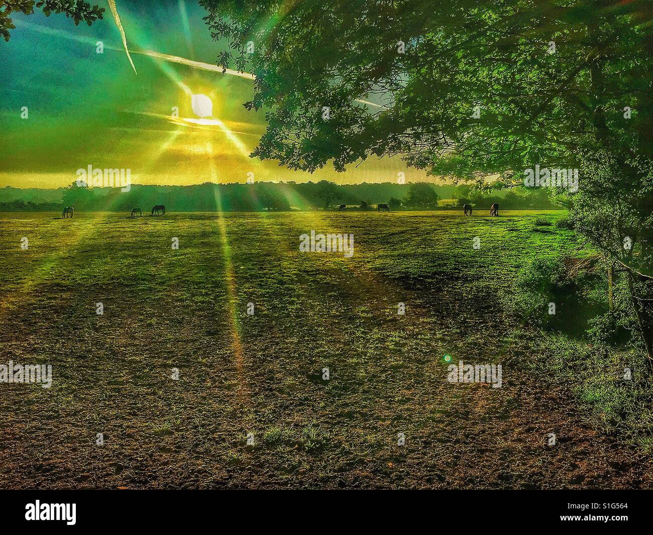 Sunrise over the Kent countryside. - Smartphone Captured Stock Image