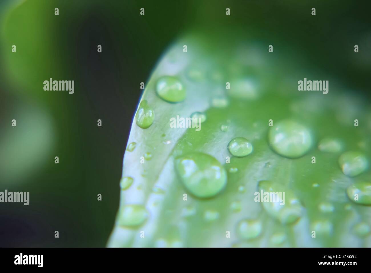 Rain drops on a leaf Stock Photo