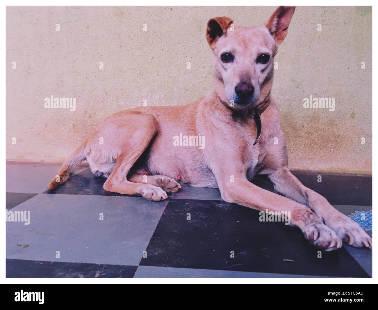 Dog sitting in front of house hires stock photography and images Alamy