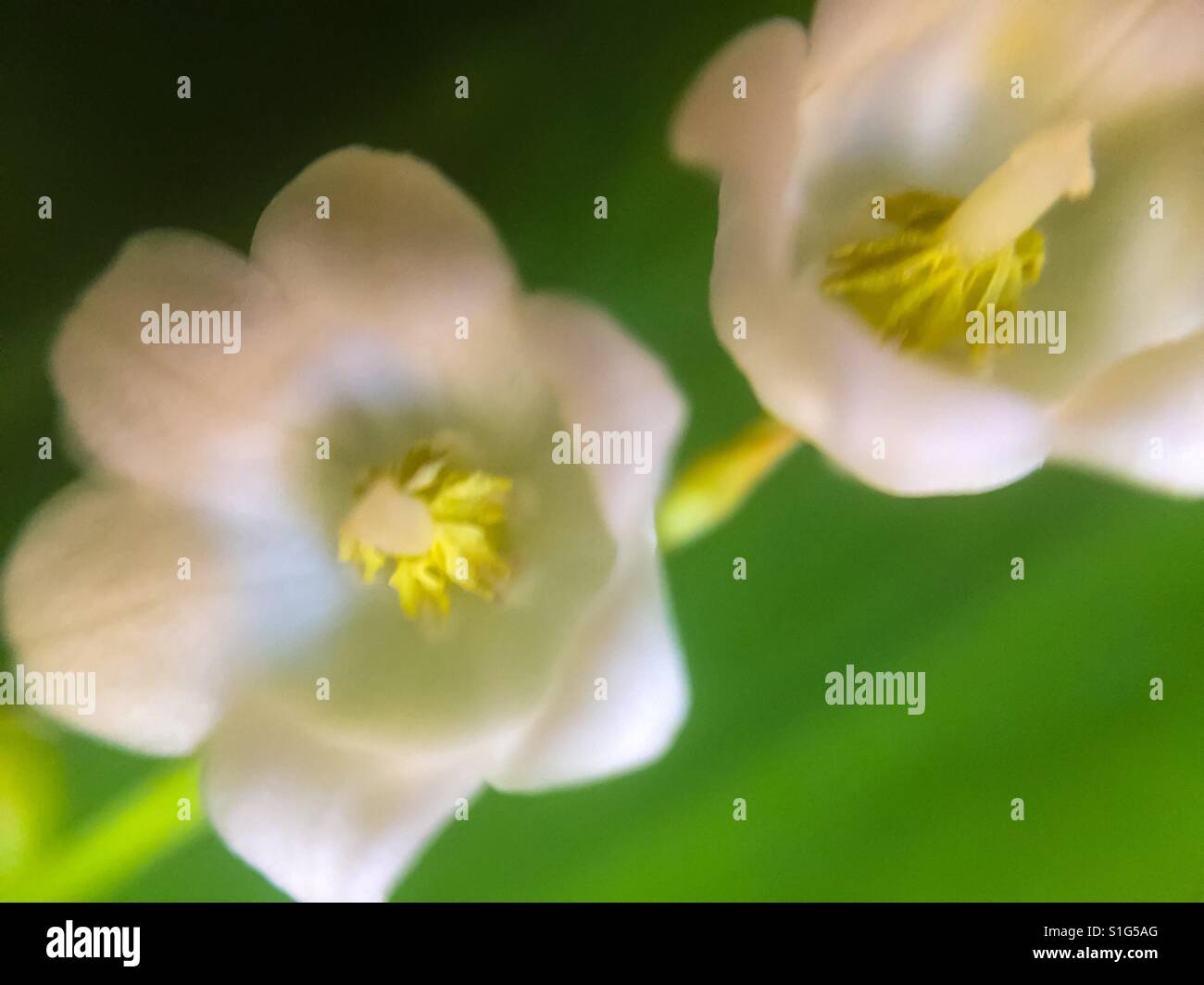 Lily of the Valley macro - Smartphone Captured Stock Image