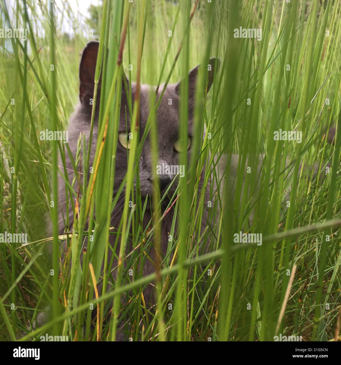 Hiding in tall grass hi-res stock photography and images - Alamy