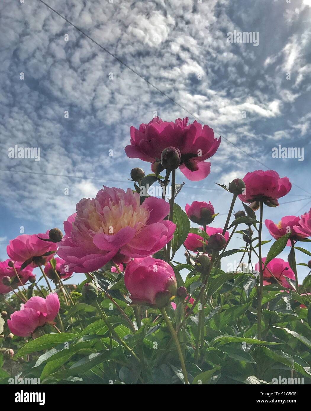 Peonies in the garden reaching for the sun Stock Photo Alamy