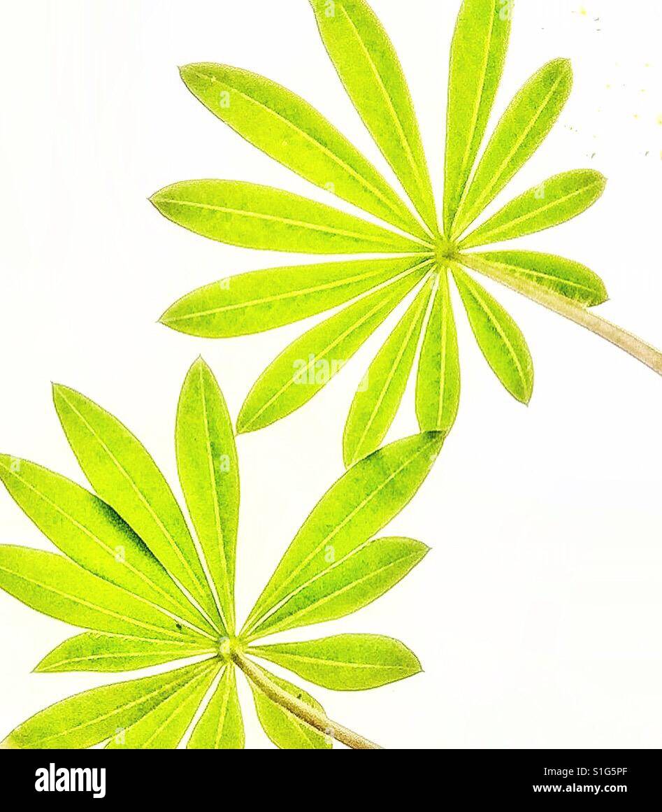 Lupin leaves. - Smartphone Captured Stock Image