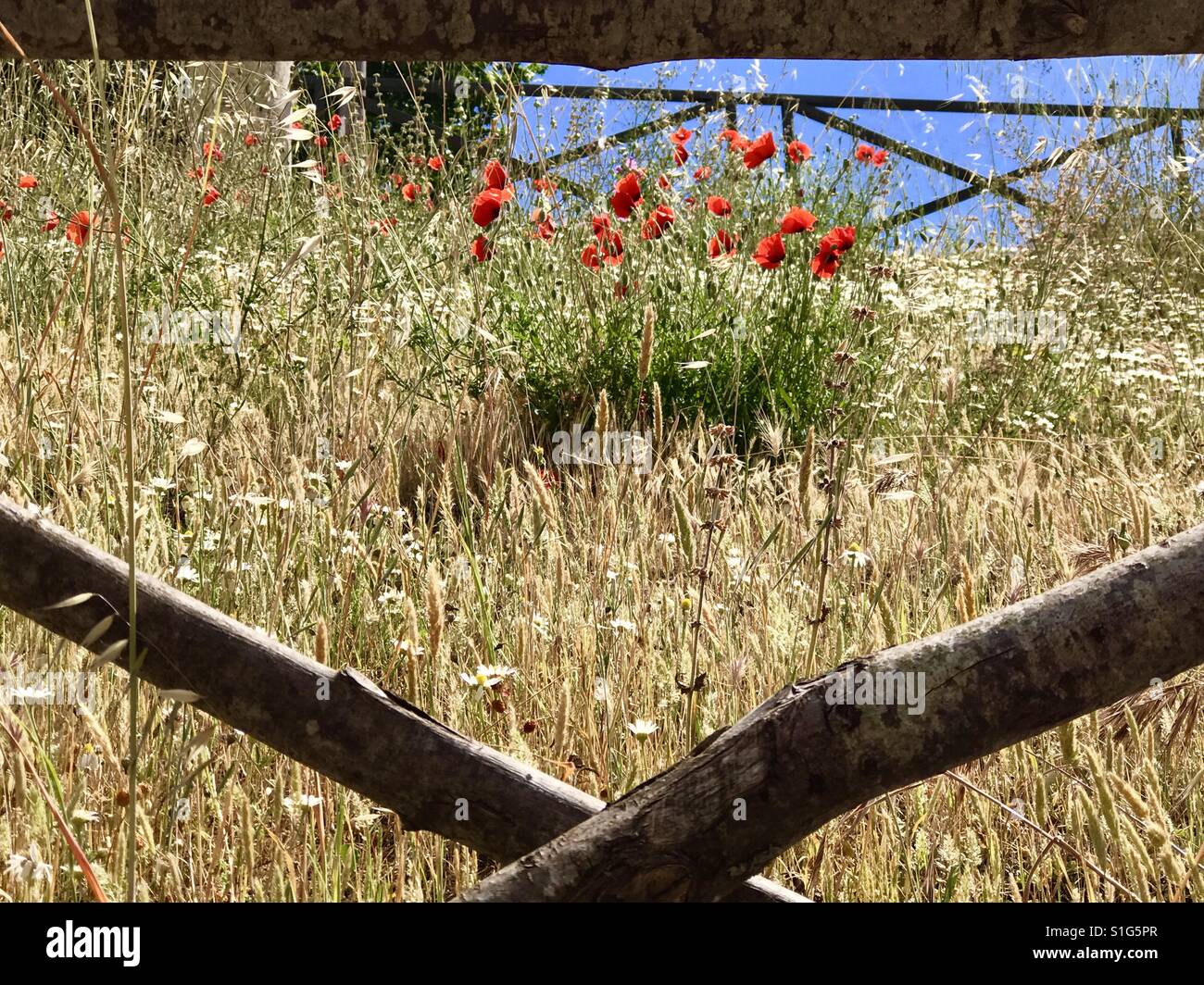 Staying together. A bunch of poppy flowers outcropping from the middle of a small field surrounded by wooden fences Stock Photo