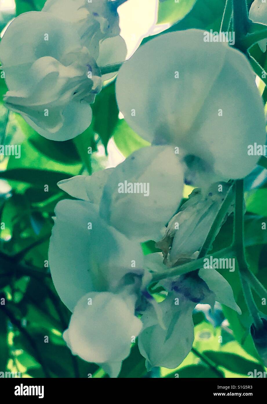 Wild sweet pea blue plant May Cornwall - Smartphone Captured Stock Image