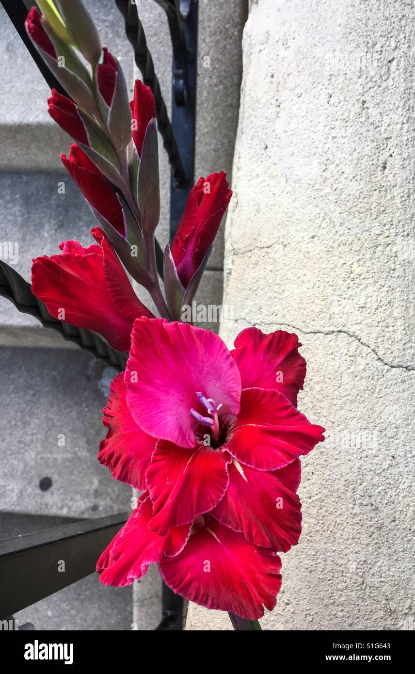 Red gladiolus flower on cement steps Stock Photo