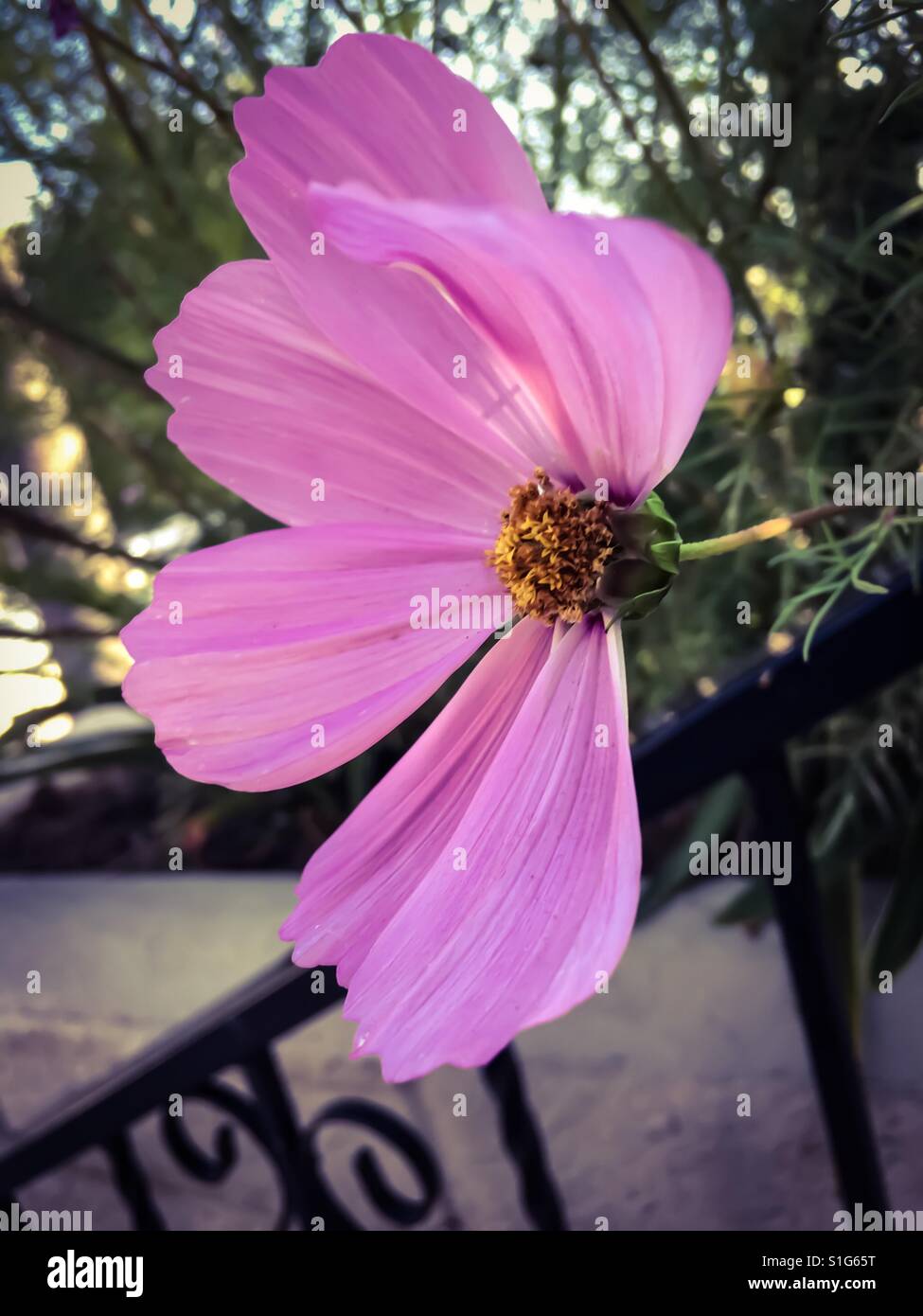 Solitary pink cosmos flower with petal falling off Stock Photo