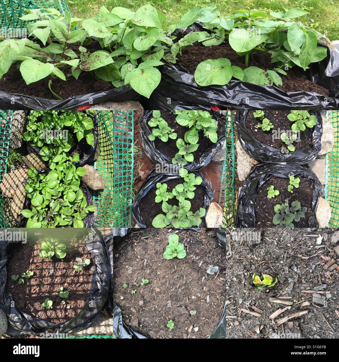 Homegrown organic potato plant Stock Photo Alamy