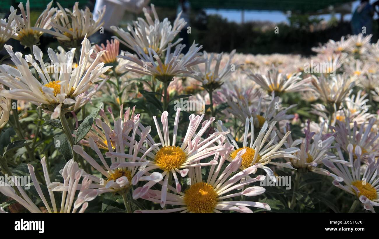 White Flowers with long petals Stock Photo Alamy