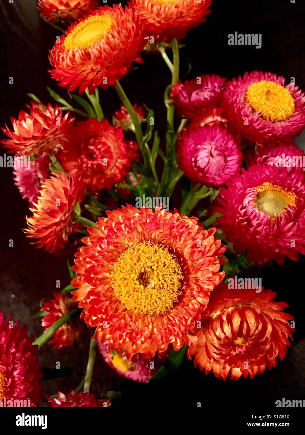Strawflowers Stock Photo Alamy