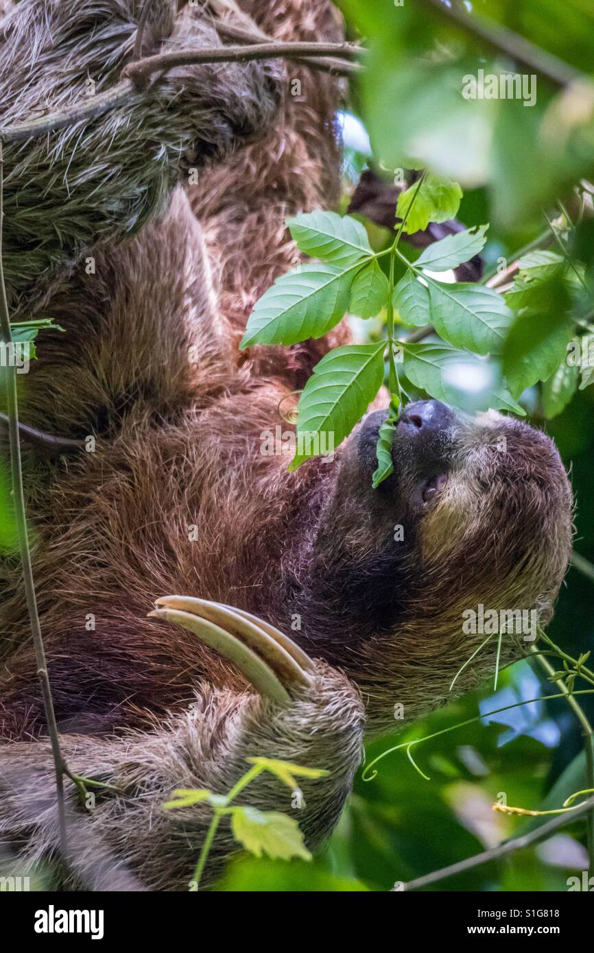 Eating sloth hi-res stock photography and images - Alamy