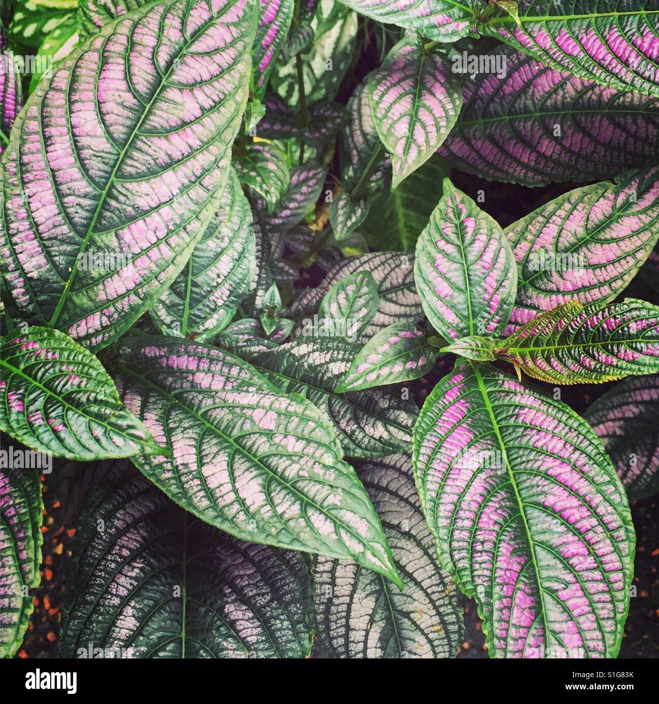 Plants purple leaves hi-res stock photography and images - Alamy