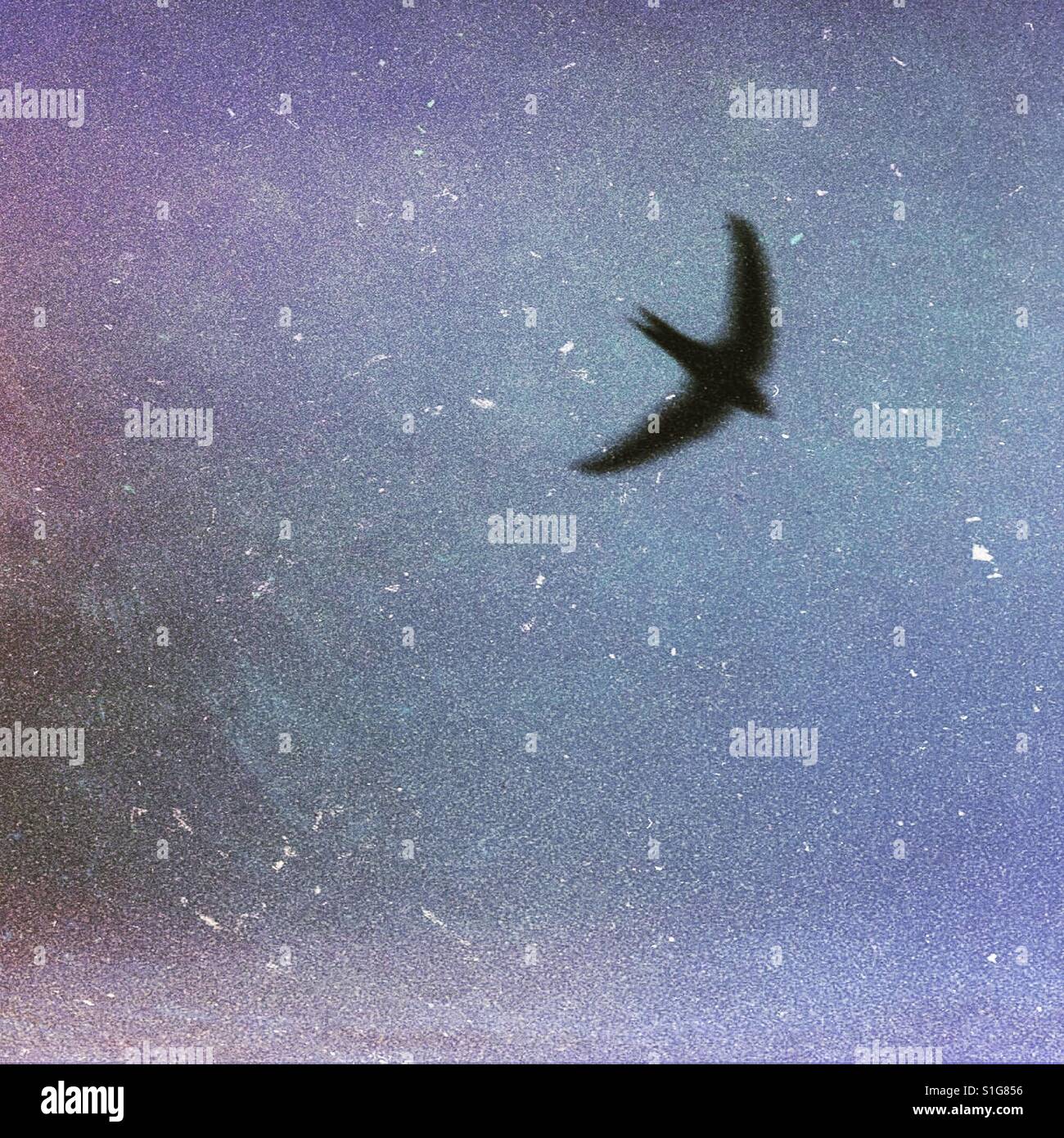 Bird shape shadow flying - Smartphone Captured Stock Image Bird shape shadow flying - Smartphone Captured Stock Image