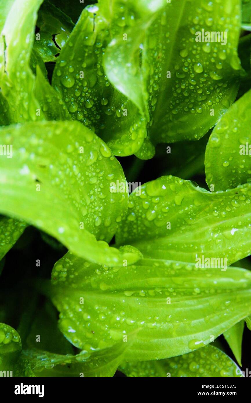 Green plant after rainstorm Stock Photo Alamy
