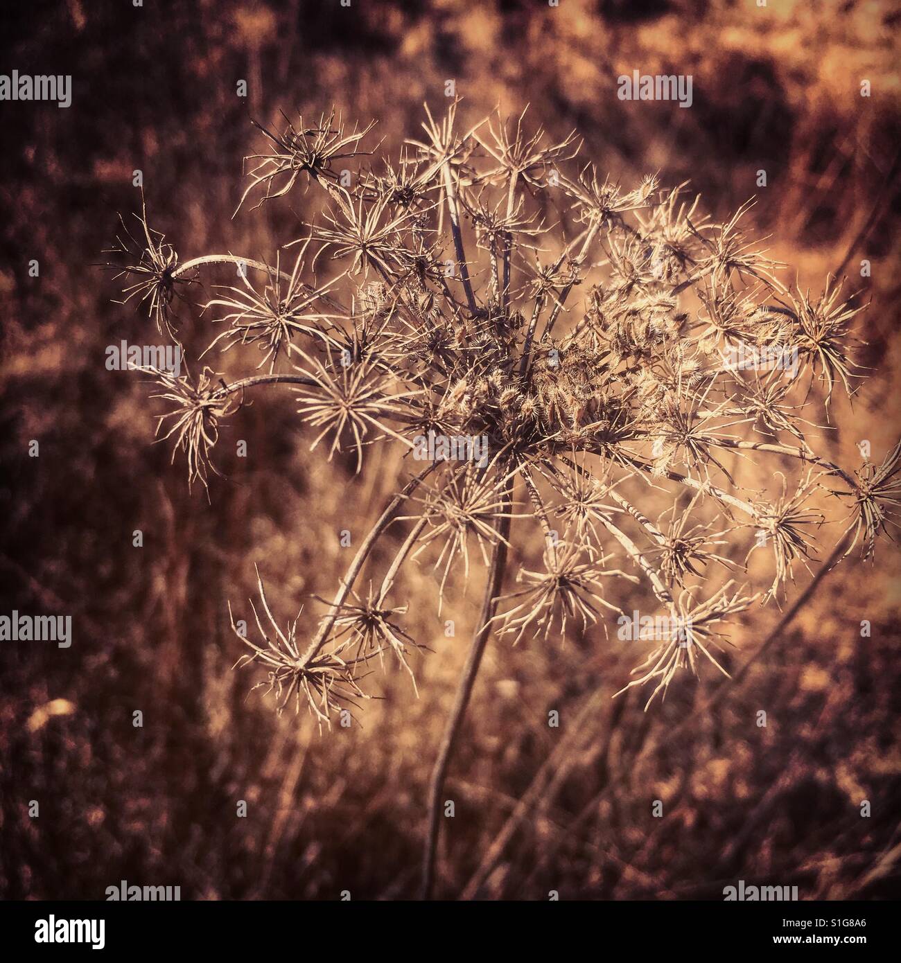Dry prairie weed in winter Stock Photo Alamy
