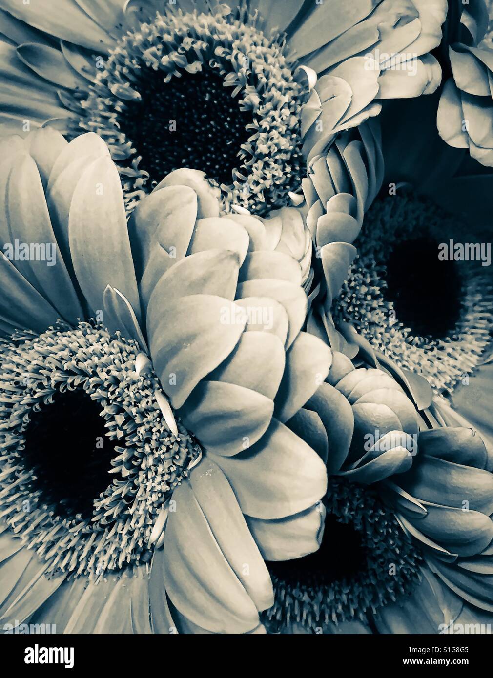 Gerber flower hi-res stock photography and images - Alamy